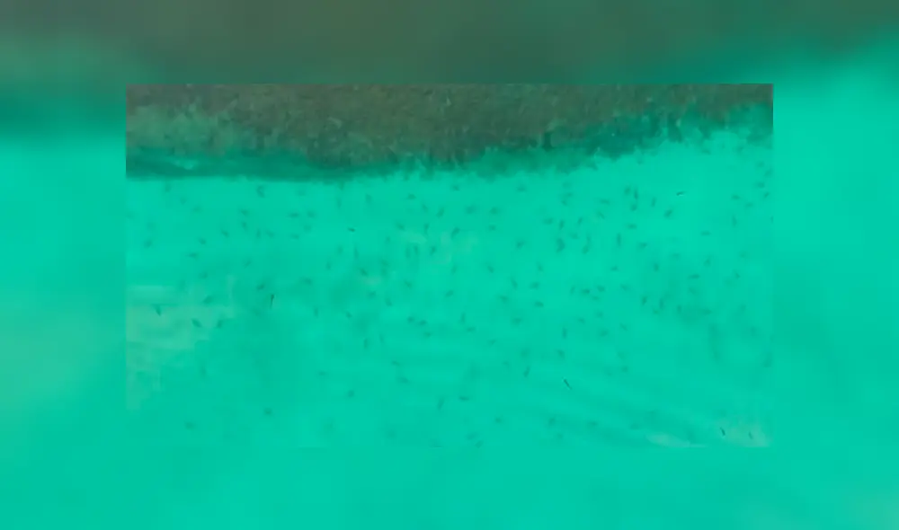 Desliza para ver los momentos más impactantes del video que se hizo viral en YouTube. Desliza para ver los momentos más impactantes del video que se hizo viral en YouTube.