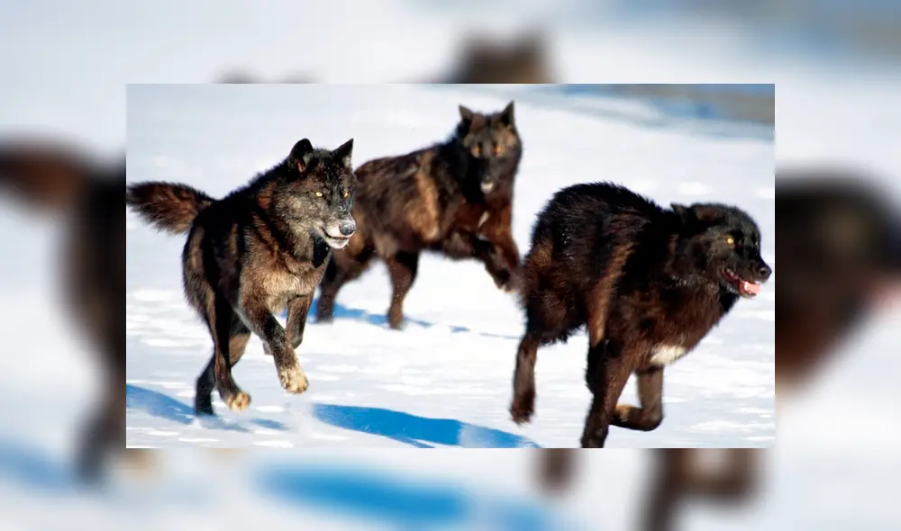 Desliza hacia la izquierda para ver las impactantes imágenes del video viral de Facebook.