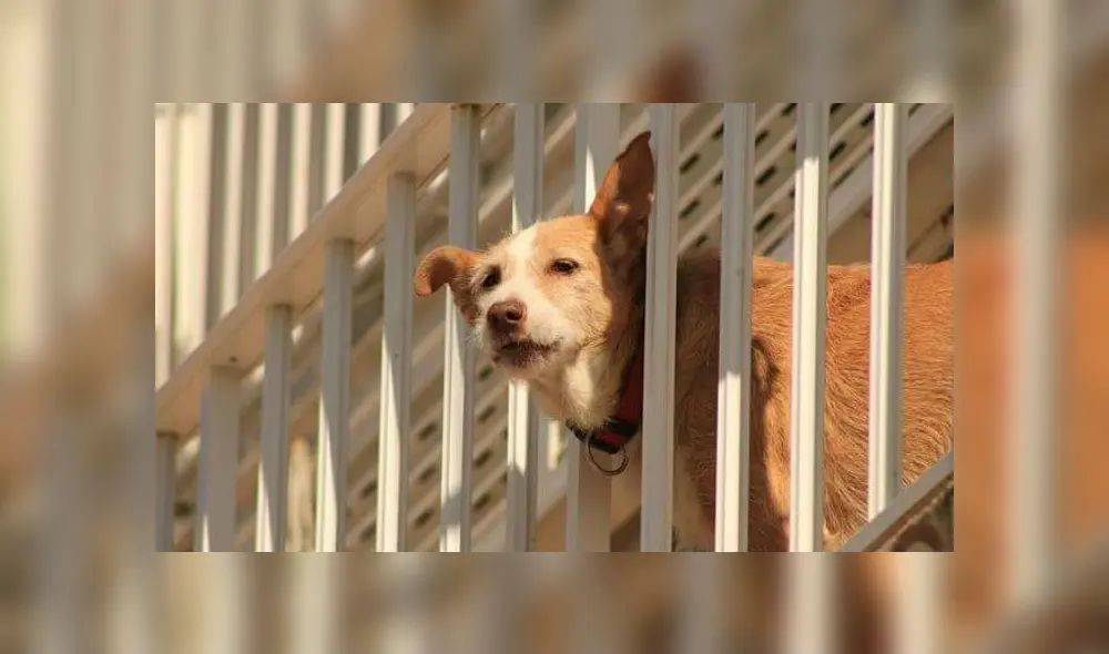 El hombre no había dado justificación para violar el confinamiento. Fuente: foto referencial.