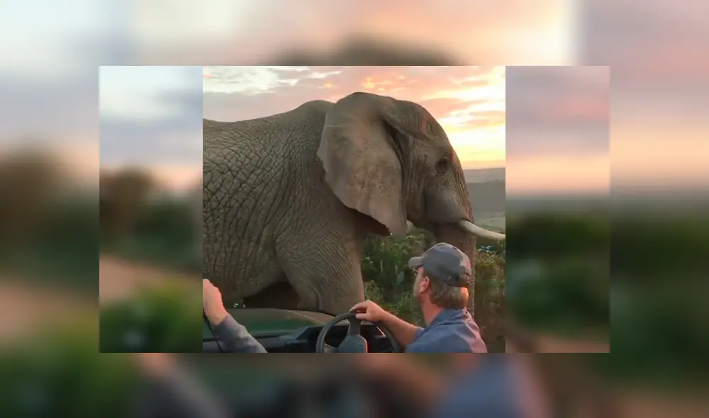 Desliza las imágenes hacia la izquierda para observar la noble acción de un elefante al notar la presencia de turistas. Desliza las imágenes hacia la izquierda para observar la noble acción de un elefante al notar la presencia de turistas.