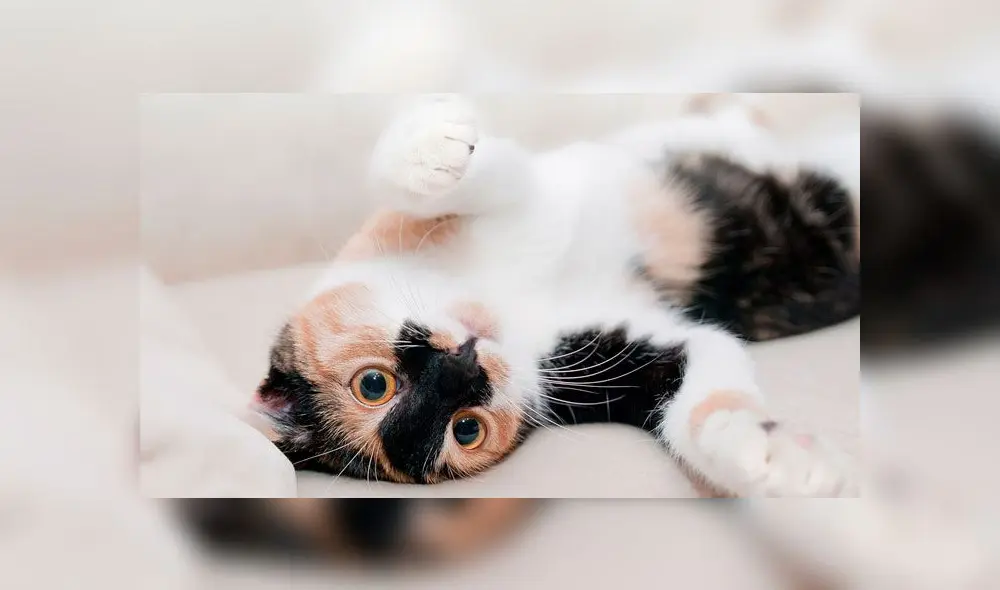 gato