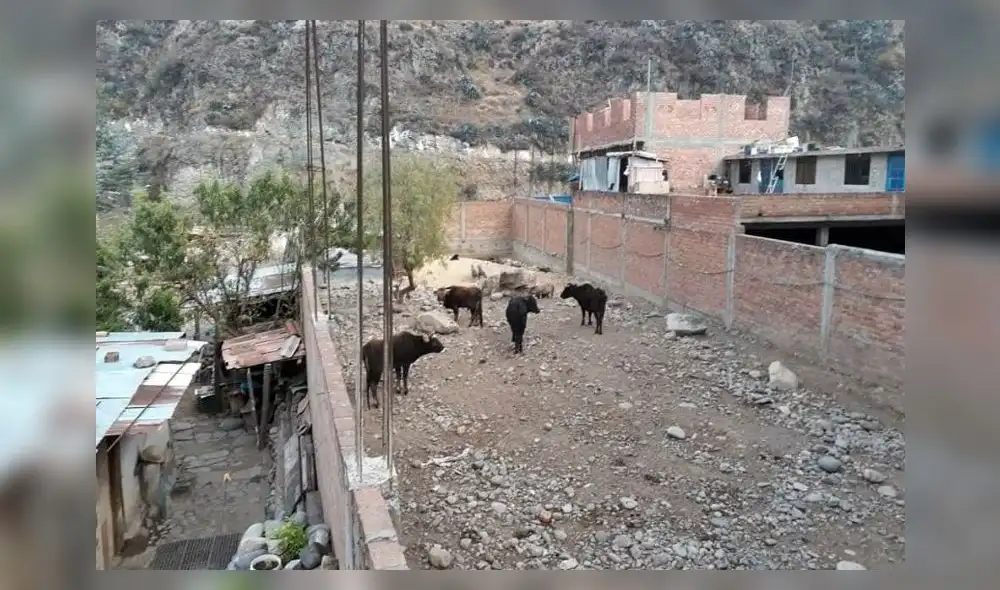 Huaraz: toro se escapa de camal y ataca de poblador Huaraz: toro se escapa de camal y ataca de poblador