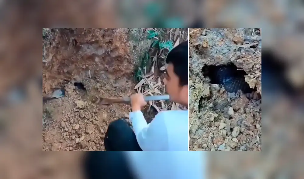 Desliza hacia la izquierda para ver las enormes serpientes dentro de un hoyo. Desliza hacia la izquierda para ver las enormes serpientes dentro de un hoyo.