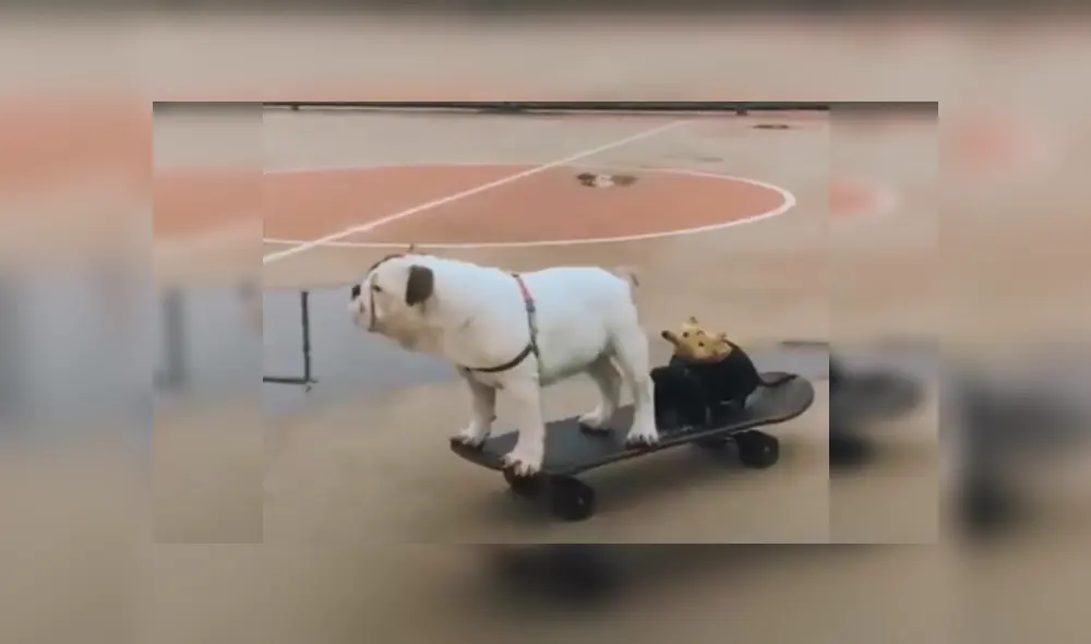 Desliza las imágenes para ver más sobre esta tierna escena entre dos perritos. (Foto: captura)