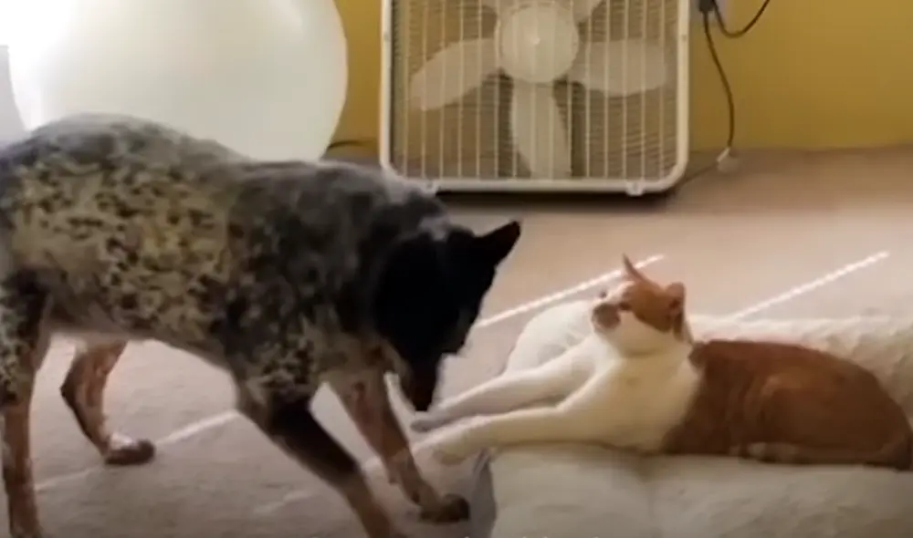 Desliza hacia la izquierda para ver las imágenes del video viral. Foto: Captura de YouTube. Desliza hacia la izquierda para ver las imágenes del video viral. Foto: Captura de YouTube.