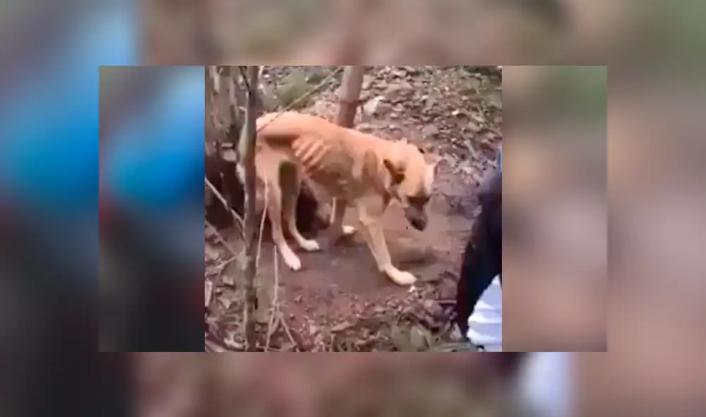 YouTube viral: ciclista detiene su recorrido para rescatar a perro atado a un árbol [VIDEO]