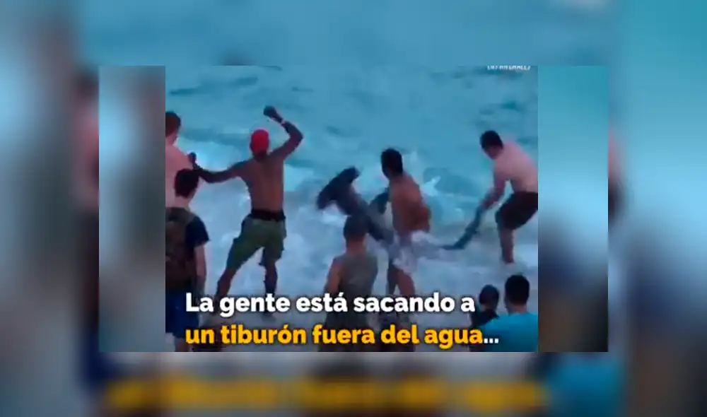 El video viral de YouTube registró el osado plan que hizo un grupo de bañistas para rescatar a un tiburón martillo. El video viral de YouTube registró el osado plan que hizo un grupo de bañistas para rescatar a un tiburón martillo.