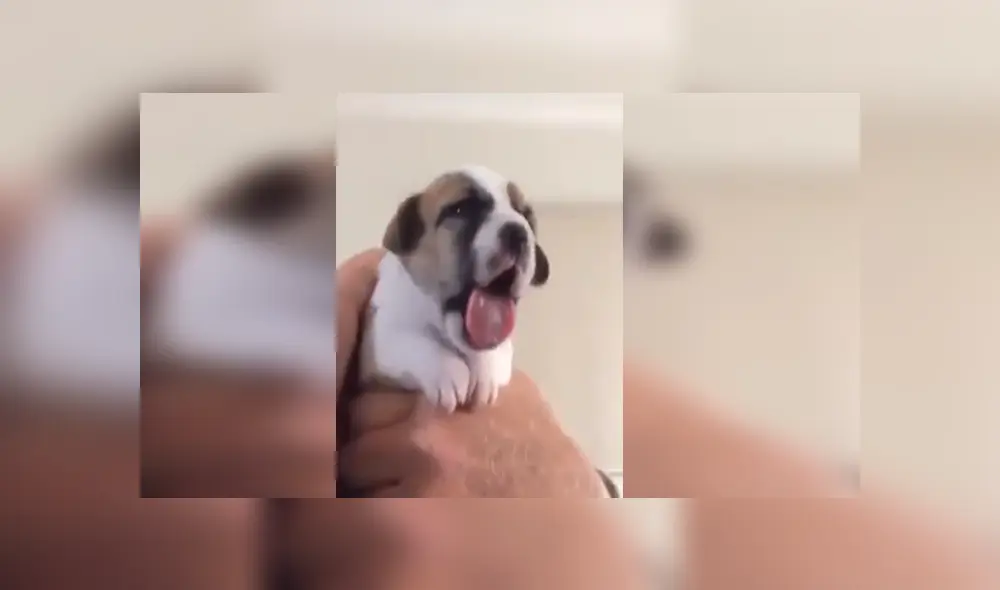 Desliza para ver los detalles del video viral publicado en Facebook. Foto: Captura.