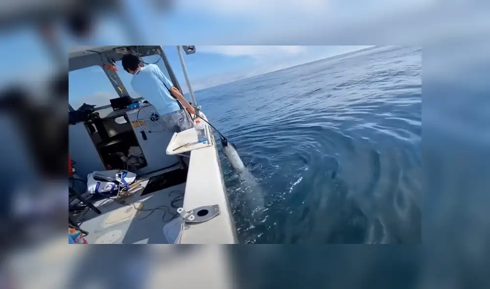 Unos jóvenes estuvieron largas horas tratando de atrapar al gigantesco pez. Foto: YouTube