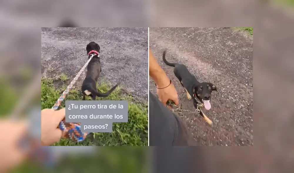 Un entrenador de perros enseñó cómo hacer que un can siga tu ritmo cuando lo sacas a pasear. Foto: Tiktok
