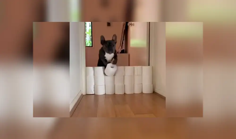 Desliza las imágenes hacia la izquierda para saber cuál de los perros resultó ganador del singular enfrentamiento. Foto: Captura.