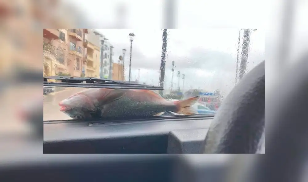 'Lluvia de peces' en las calles de Malta por vientos huracanados [VIDEO]