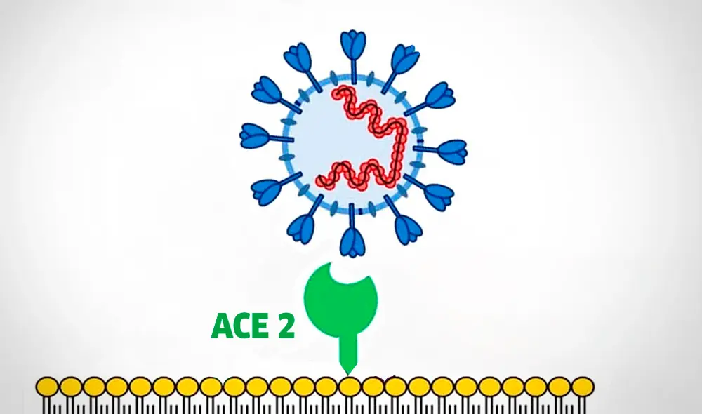 COVID-19 - coronavirus - sistema inmunitario. Foto: Composición LR COVID-19 - coronavirus - sistema inmunitario. Foto: Composición LR