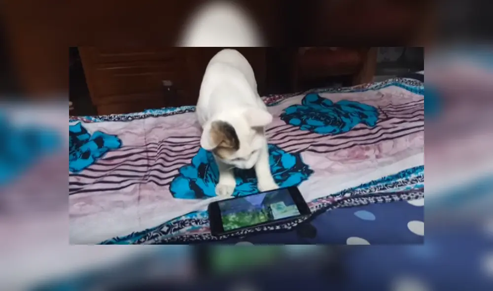 Es viral en Facebook. Dueño del gato grabó la graciosa conducta del felino, luego de que este encontrara su celular en su cama. Es viral en Facebook. Dueño del gato grabó la graciosa conducta del felino, luego de que este encontrara su celular en su cama.