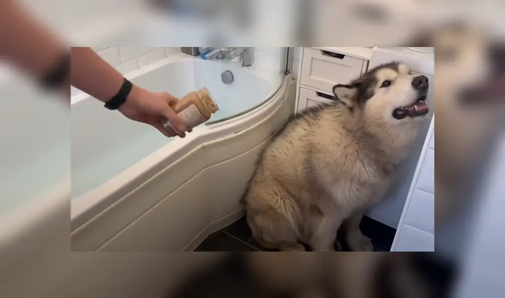 El can se resistió a bañarse y sus dueños hicieron de todo para convencerlo. Foto: YouTube