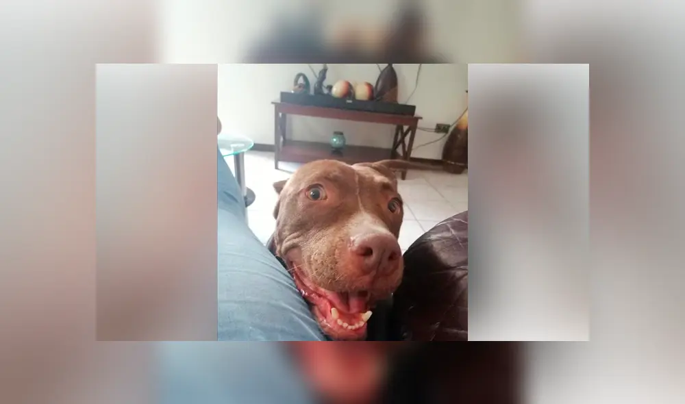 Desliza para ver el cambio que sufrió este perro que se volvió famoso en Facebook. Foto: Captura.
