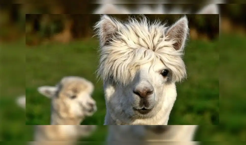 Coronavirus Coronavirus