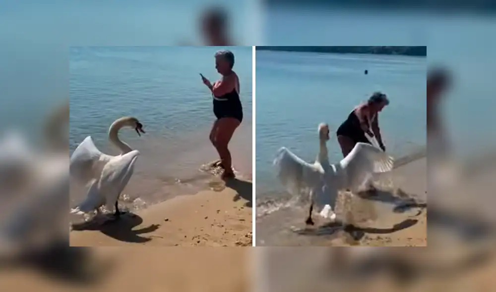 YouTube viral: intenta tomarse 'selfie' con cisne y queda aterrada segundos después [VIDEO]