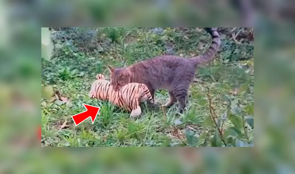 Facebook viral: gato roba el peluche de 'tigre' de su vecino para tener una épica pelea [VIDEO]