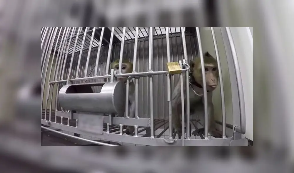 Video revela brutal maltrato contra monos y animales domésticos en laboratorio. Foto: Captura Video revela brutal maltrato contra monos y animales domésticos en laboratorio. Foto: Captura