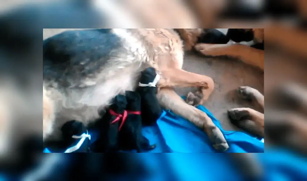 Facebook viral: perro felicita a su pareja por dar a luz a crías, pero detalle lo deja mal [VIDEO]