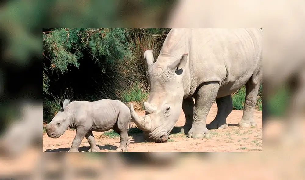 Sucedió en el zoológico  La Palmyre. Foto: Captura /Royan News