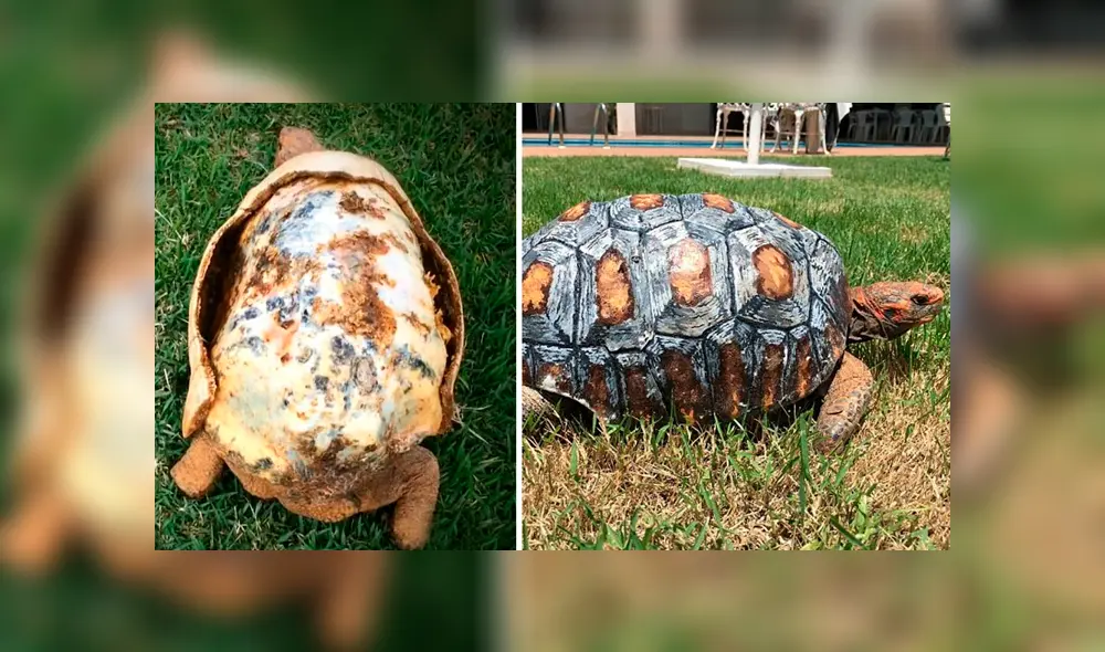 Desliza hacia la izquierda para ver el caparazón en 3D que hicieron para una tortuga. Desliza hacia la izquierda para ver el caparazón en 3D que hicieron para una tortuga.