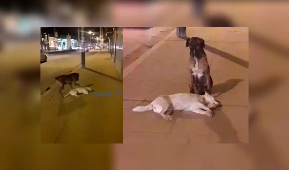 Facebook viral: perro intenta reanimar a su 'amigo' que murió atropellado en calle de Huancayo