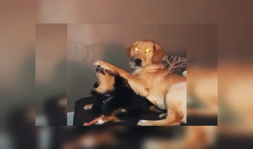 Desliza las imágenes hacia la izquierda para observar la inesperada acción de un perro para calmar a su ‘compañera’. Desliza las imágenes hacia la izquierda para observar la inesperada acción de un perro para calmar a su ‘compañera’.