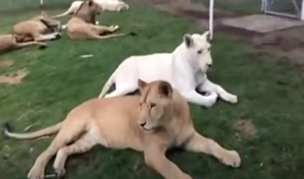 Desliza hacia la izquierda para ver las imágenes del video viral. Foto: Captura de Facebook.