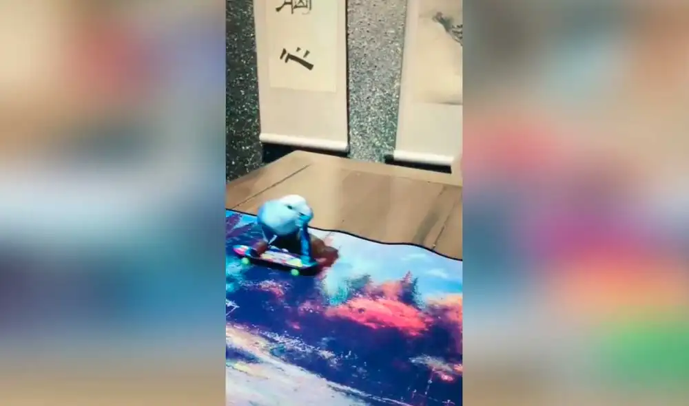 Desliza las imágenes para ver la singular demostración de talento que hizo esta pequeña ave. Fotocaptura: LxiuWeng /Tiktok