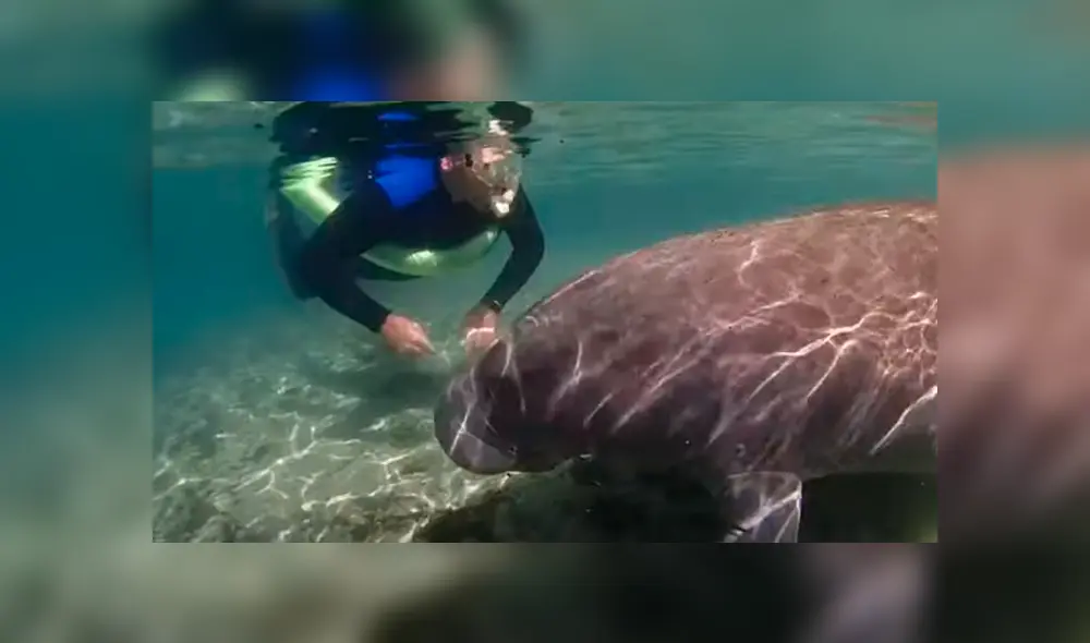 Desliza las imágenes para observar el curioso comportamiento de un manatí ante la presencia de un buceador. Desliza las imágenes para observar el curioso comportamiento de un manatí ante la presencia de un buceador.