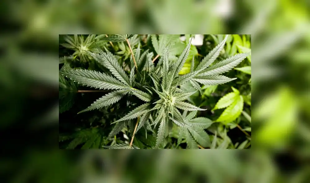 Cedro se mostró de acuerdo con legalización de la marihuana con fines medicinales