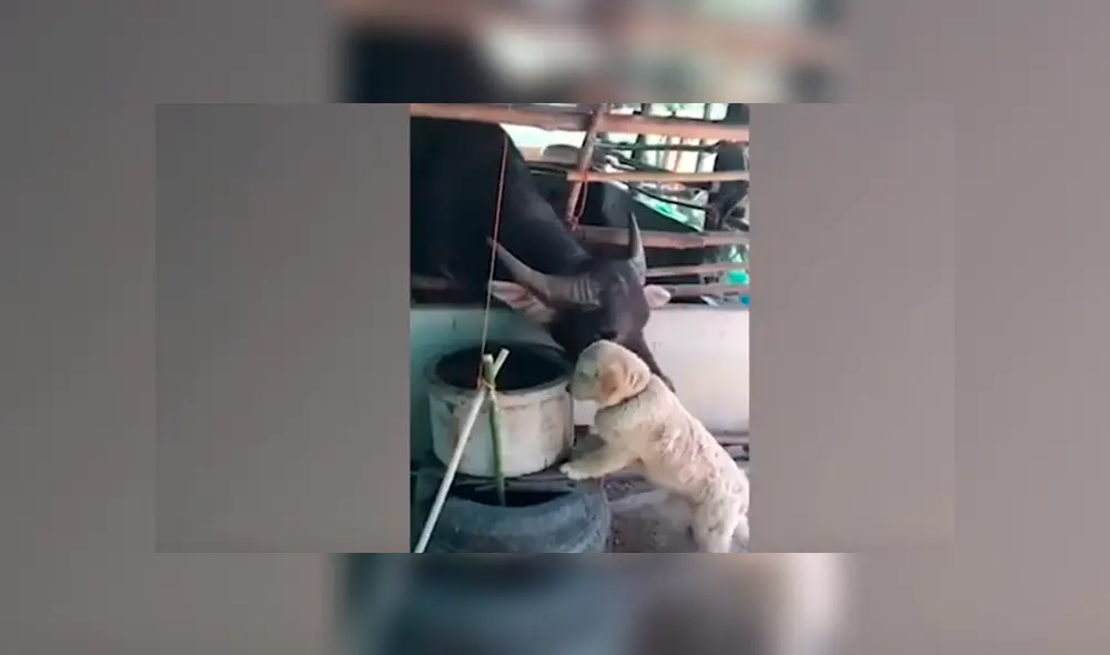 Desliza hacia la izquierda para ver el conmovedor encuentro entre un perro y búfalo. Video viral de Facebook. Desliza hacia la izquierda para ver el conmovedor encuentro entre un perro y búfalo. Video viral de Facebook.