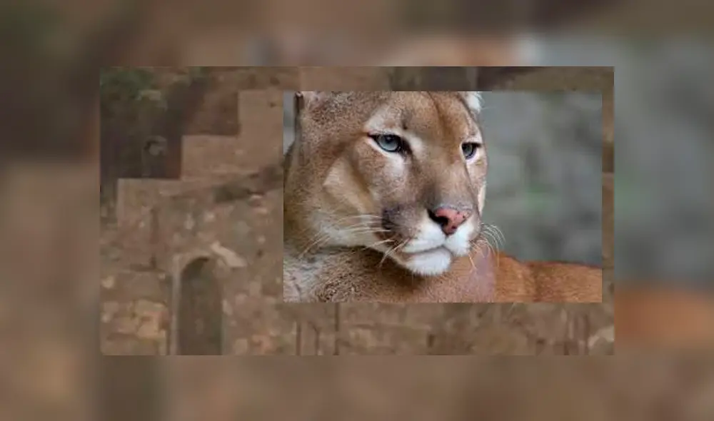Avistan puma cerca a viviendas en La Molina. Foto: Captura