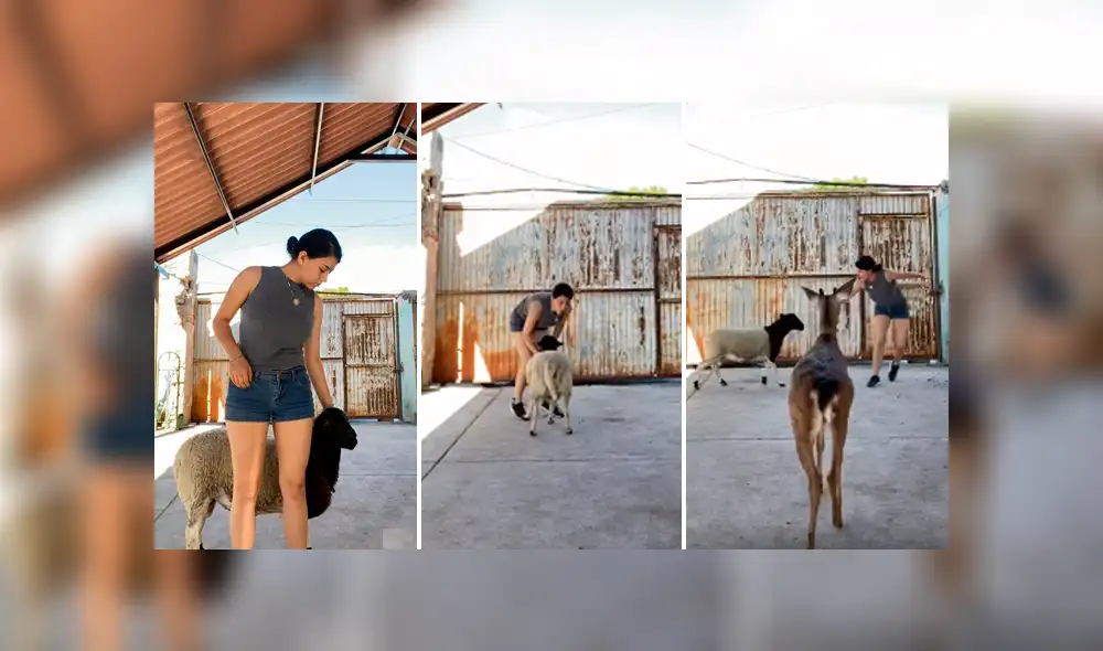 Desliza las imágenes para apreciar los esfuerzos de una joven para obtener una foto perfecta con su oveja. Desliza las imágenes para apreciar los esfuerzos de una joven para obtener una foto perfecta con su oveja.