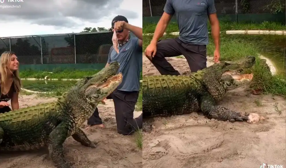 Desliza las imágenes para ver la singular escena que protagonizó este furioso reptil al no poder disfrutar de su comida. Foto: Captura de Tiktok/Christopher Gillette Desliza las imágenes para ver la singular escena que protagonizó este furioso reptil al no poder disfrutar de su comida. Foto: Captura de Tiktok/Christopher Gillette