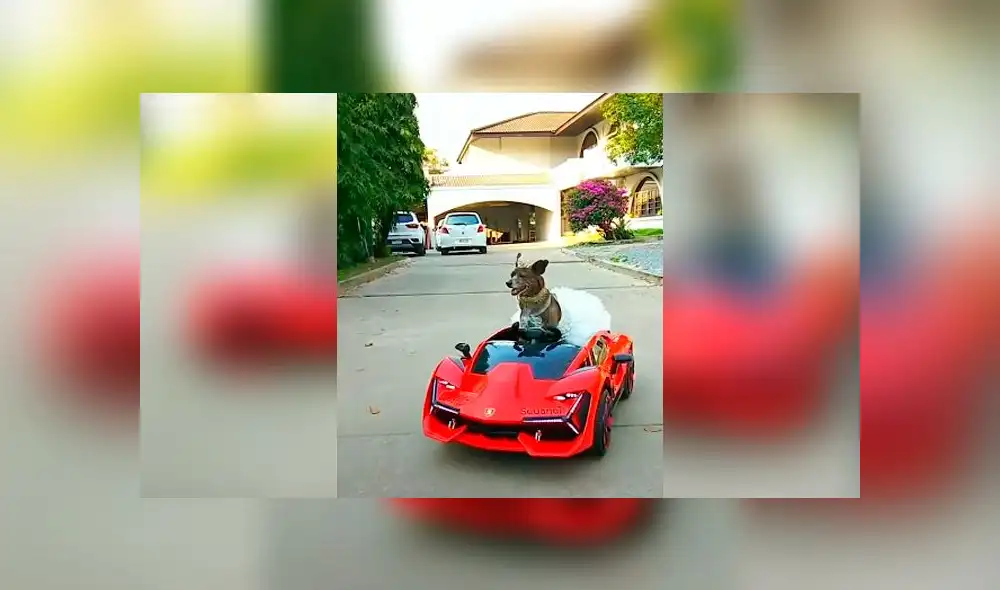 Desliza las imágenes para ver la divertida escena que registró una mujer entre su perro y su padre. Foto: Viral Press Desliza las imágenes para ver la divertida escena que registró una mujer entre su perro y su padre. Foto: Viral Press