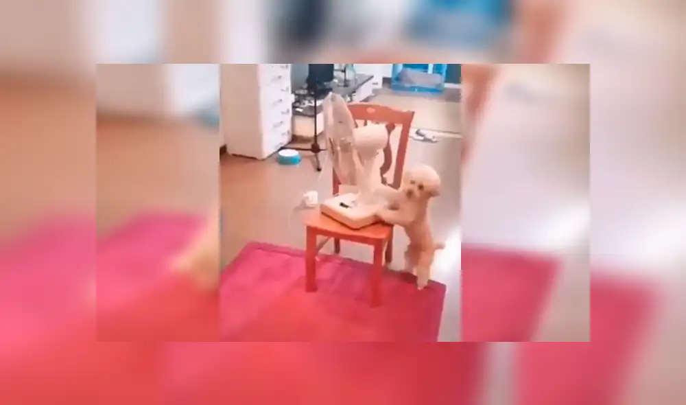 En Facebook, una chica se enteró que su perro había aprendido a encender el ventilador de su casa durante su ausencia. En Facebook, una chica se enteró que su perro había aprendido a encender el ventilador de su casa durante su ausencia.