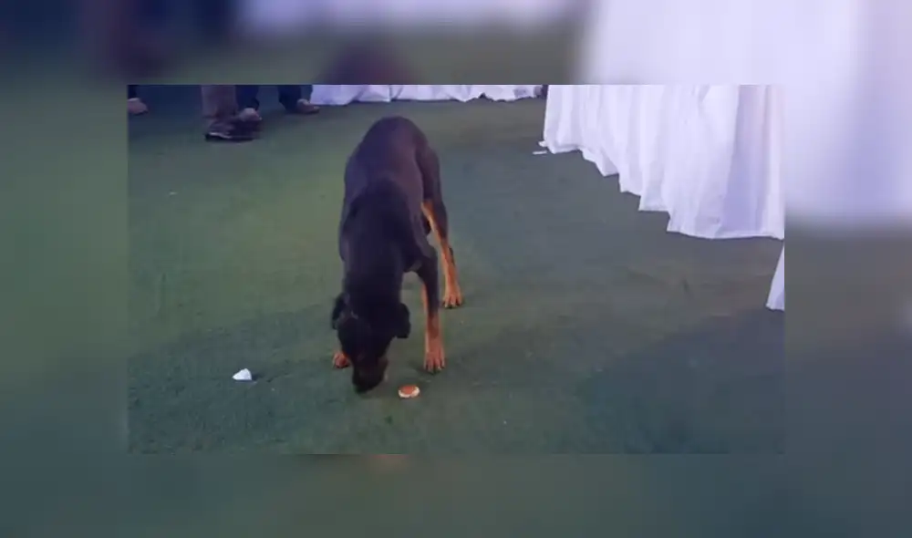 Facebook viral: Perro es protagonista del 'viral del día' al llevarse bocaditos de una boda en Chile [VIDEO]