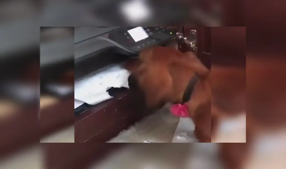 Facebook viral: Chico graba el preciso instante en que su travieso perro 'devora' su tarea [VIDEO]