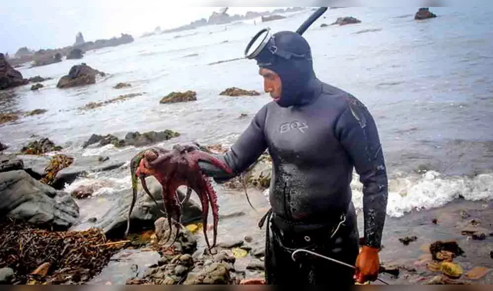 Proponen una cuota de 38.3 toneladas anuales para la extracción de pulpo. Foto: Produce. Proponen una cuota de 38.3 toneladas anuales para la extracción de pulpo. Foto: Produce.