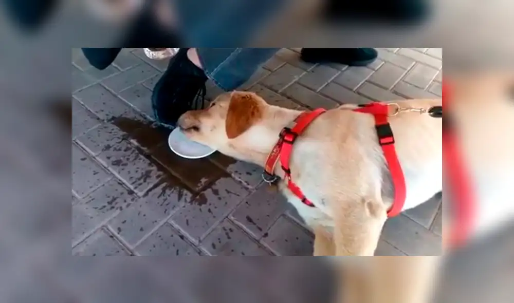 Facebook: perro se cansa de tanto jugar y aplica inesperado 'truco' para hidratarse [VIDEO]