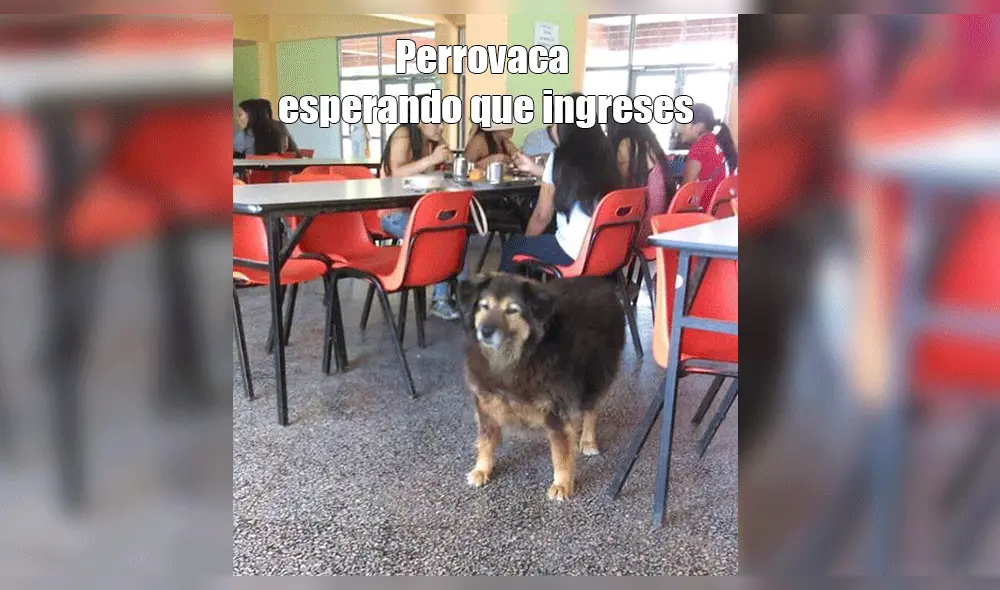 Resultados San Marcos: crueles memes se burlan de los que no aprobaron el examen de admisión 2019 [FOTOS]