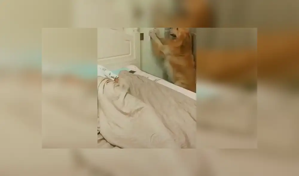 Un video viral muestra el tierno gesto que tuvo un perro al ver que su dueño se había quedado dormido. Un video viral muestra el tierno gesto que tuvo un perro al ver que su dueño se había quedado dormido.