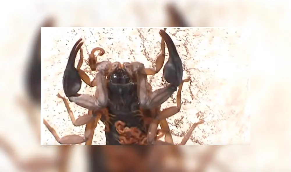 YouTube viral: graban momento en que cientos de crías de mamá alacrán mutan de piel y video causa terror