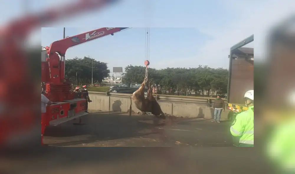Animales muertos y vivos fueron retirados por la propia compañía que los trasladaba, mientras que el chofer y el camión fueron llevados a la comisaría de Monterrico. (Foto: Municipalidad de Surco)