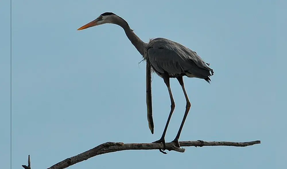 La anguila perforó el cuello del ave para poder liberarse. Foto: Sam Davis La anguila perforó el cuello del ave para poder liberarse. Foto: Sam Davis