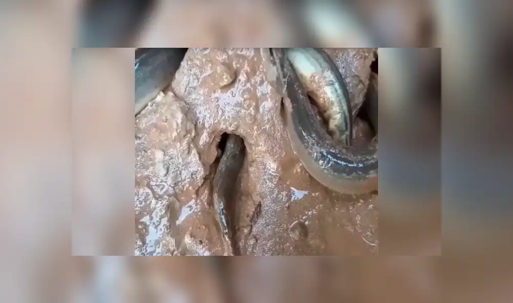 Facebook viral: joven aterrado tras ver a extrañas criaturas salir de un suelo [VIDEO] 