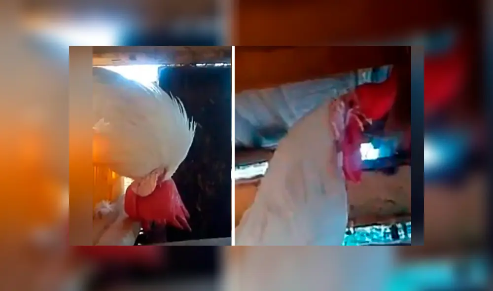 Facebook viral: Gallo se queda dormido y dueño aprovecha para vengarse de cruel forma [VIDEO] 